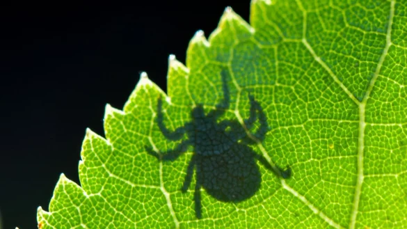 FSME und Borreliose: Zecken können Krankheiten übertragen. - © Patrick Pleul/dpa-Zentralbild/dpa