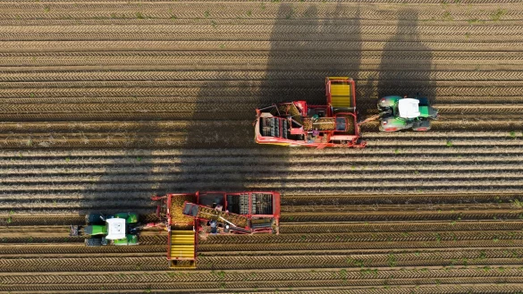 Landwirte ernten mit Rodern Kartoffeln auf einem Feld. - &copy; Philipp Schulze/dpa