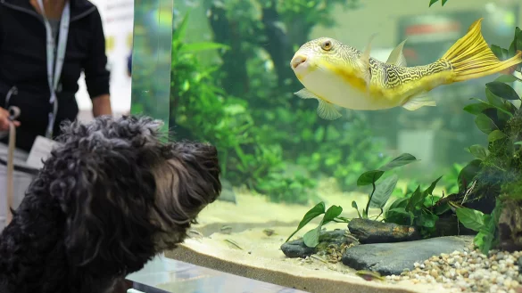 Aquarien scheinen nicht mehr ganz so beliebt zu sein - das aber gilt nicht f&uuml;r alle. - &copy; Daniel L&ouml;b/dpa