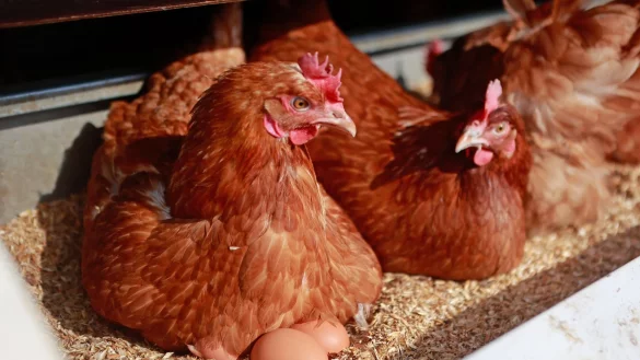 Legehennen sitzen in der mobilen Stallanlage neben ihrem Gelege auf dem Gel&auml;nde im Marienhof. - &copy; Matthias Bein/dpa