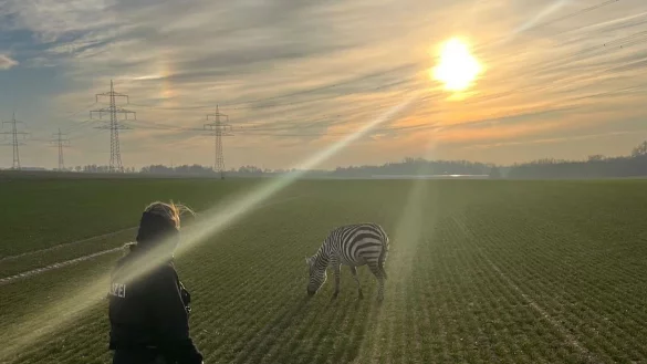 Friedlich grast das Zebra auf einem Feld in Ober-Erlenbach (Hochtaunuskreis). - &copy; -/Polizeipr&auml;sidium Mittelhessen/dpa