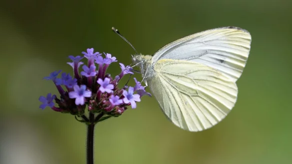 Ein Kleiner Kohlwei&szlig;ling sitzt auf der Landesgartenschau an einem Eisenkraut. - &copy; Swen Pf&ouml;rtner/dpa/Archivbild