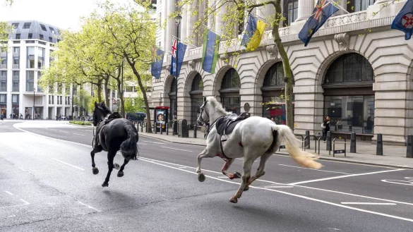 Die entlaufenen Pferde in London in der N&auml;he von Aldwych. - &copy; Jordan Pettitt/PA/dpa