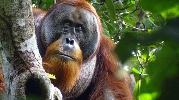 Der m&auml;nnliche Sumatra-Orang-Utan namens Rakus im Urwald von Suaq Balimbing hat sich selbst geheilt. Zwei Monate nach der Selbstbehandlung war die Wunde kaum noch sichtbar. - &copy; Safruddin/Max-Planck-Institut f&uuml;r Tierverhalten/SUAQ foundation/dpa