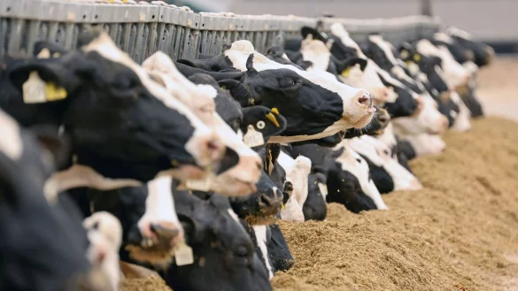 Tierwohl spielt f&uuml;r viele Verbraucher beim Milchkauf eine Rolle. - &copy; Bernd W&uuml;stneck/dpa