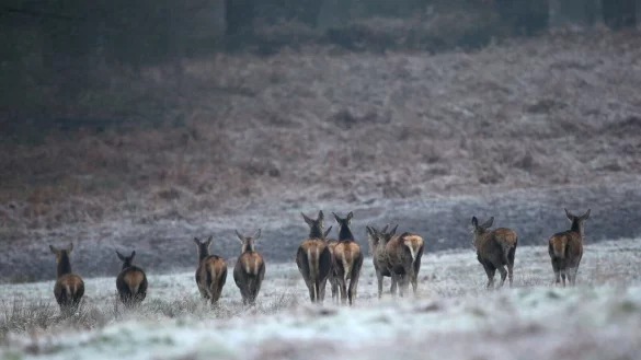 Rehe auf einem frostbedeckten Feld im Richmond Park in London. - &copy; Yui Mok/PA Wire/dpa