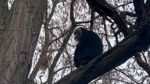 Der aus dem Zoo Leipzig gestohlene Bartaffe Ruma wurde wiedergefunden. - &copy; Zoo Leipzig/dpa