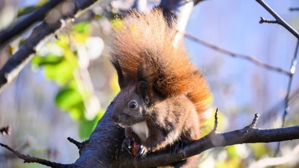 Forschende suchen B&uuml;rger zur Beobachtung von Eichh&ouml;rnchen. - &copy; Bernd von Jutrczenka/dpa