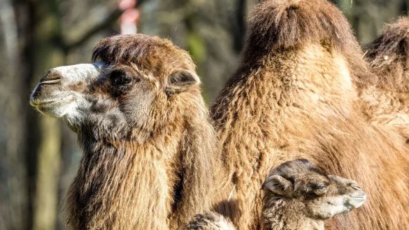 Der kleine Ringo genie&szlig;t mit seiner Mutter Kashuri einen entspannten Tag steht im Cottbuser Tierpark. - &copy; Frank Hammerschmidt/dpa