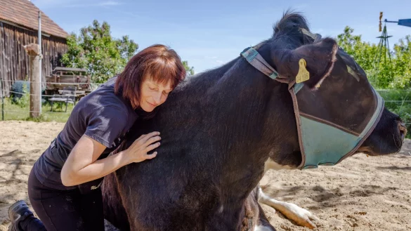 Schmusen mit K&uuml;hen: Auf dem &laquo;Hof der Verbundenheit&raquo; sollen Menschen Ruhe finden und Stress abbauen. - &copy; Frank Hammerschmidt/dpa