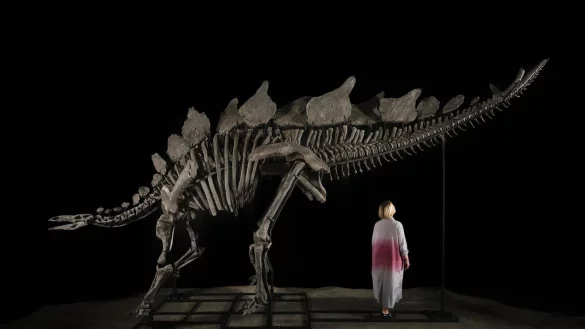 Das etwa sechs Meter lange und 3,50 Meter hohe Stegosaurus-Skelett mit dem Spitznamen &laquo;Apex&raquo;. - &copy; Matthew Sherman/Sotheby\\\'s/dpa