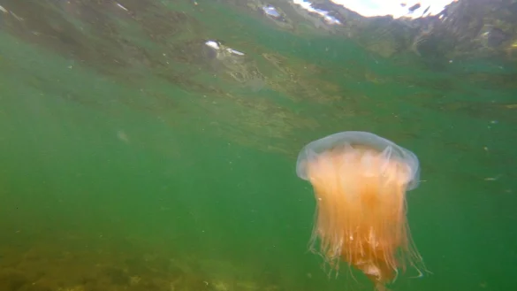 Achtung Feuerquallen: Ihre Tentakel k&ouml;nnen schmerzhafte Quaddeln verursachen. Bei allergischen Reaktionen sollte sofort der Rettungsdienst alarmiert werden. - &copy; Thomas M&uuml;ller/dpa-Zentralbild/dpa-tmn