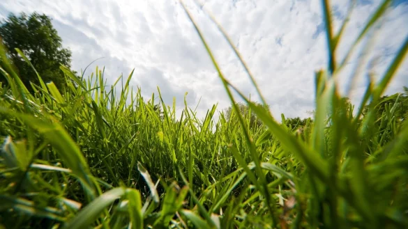 Ist er saftig gr&uuml;n und dicht gewachsen, ist der Rasen der ganze Stolz des Hobbyg&auml;rtners. - &copy; Andrea Warnecke/dpa-tmn/dpa