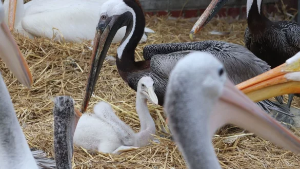 Zwei Adoptivv&auml;ter k&uuml;mmern sich im Berliner Tierpark um ein kleines Fleckschnabelpelikan-K&uuml;ken. - &copy; -/Tierpark Berlin/dpa