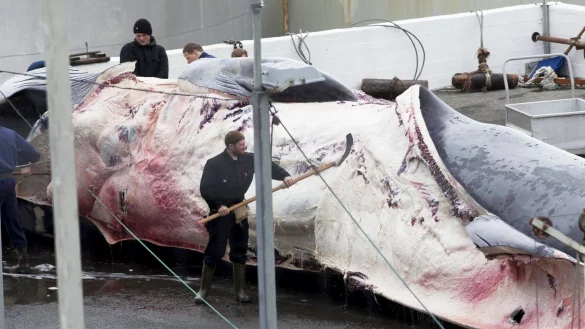 Dieser Finnwal wurde in Island gefangen. Auch Japan jagt wieder Finnwale. - &copy; picture alliance / dpa