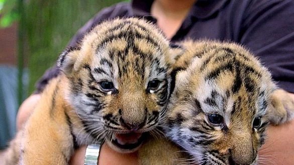 Zwei Wochen alt ist der Nachwuchs im Tierpark Nadermann. - &copy; FOTO: ANNIKA FALK