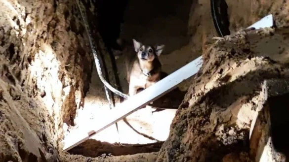 Der Hund einer Detmolderin ist beim Spaziergang in eine Baugrube gest&uuml;tzt. Die Feuerwehr konnte das tapfere Kerlchen befreien. - &copy; Feuerwehr Detmold