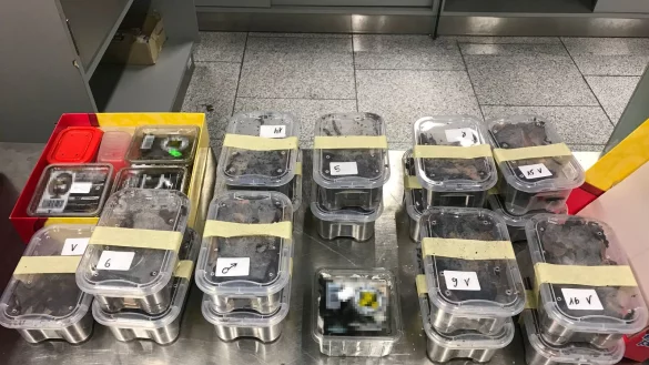 Die Spinnen waren in Plastikbeh&auml;ltern untergebracht. - &copy; Zoll