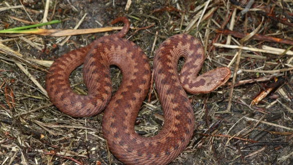 Die Kreuzotter ist in Deutschland stark gef&auml;hrdet und ben&ouml;tigt besonderen Schutz. - &copy; Axel Kwet/Deutsche Gesellschaft f&uuml;r Herpetologie und Terrarienkunde (DGHT e.V.)/dpa