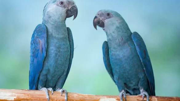 Spix-Aras (Cyanopsitta spixii) in einer Voliere. - &copy; Patrick Pleul/dpa-Zentralbild/ZB