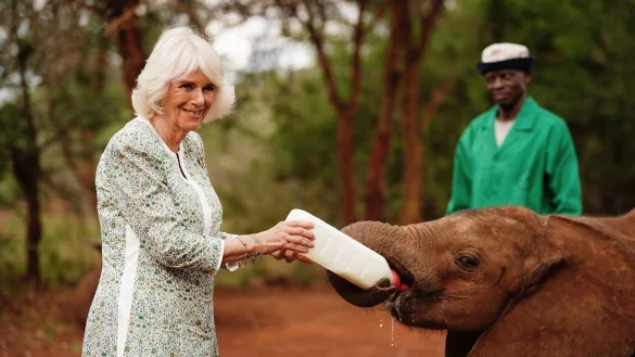 K&ouml;nigin Camilla (l) f&uuml;ttert ein Elefantenbaby beim Besuch im Nairobi-Nationalpark. - &copy; Victoria Jones/PA Wire/dpa