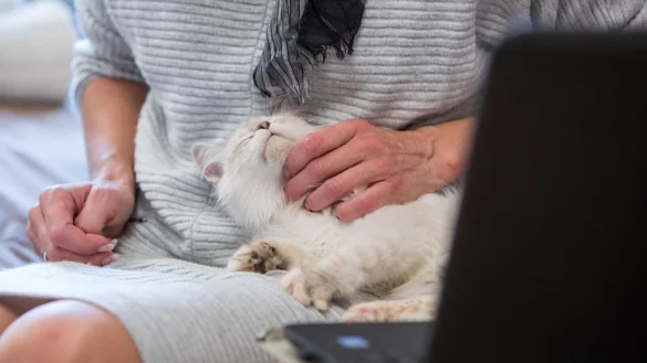 Ist für Haustiere in der Regel weniger stressig als ein Tierarztbesuch: Die Videosprechstunde mit dem Veterinär. - © Christin Klose/dpa-tmn