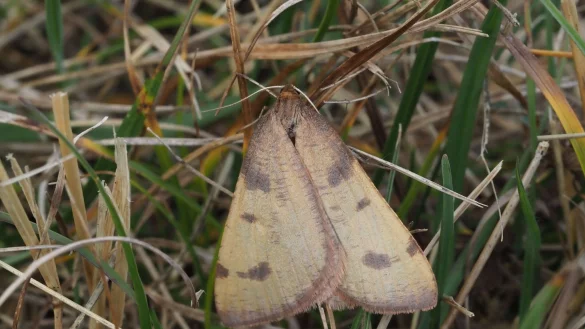 Nach 86 Jahren haben Schmetterlingsforscher eine seltene Schmetterlingsart wiederentdeckt. - &copy; Robert Trusch/Naturkundemuseum Karlsruhe/dpa