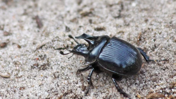 Der Stierk&auml;fer: der Name kommt von drei H&ouml;rnern, von denen die beiden &auml;u&szlig;eren wie beim Stier nach vorne gerichtet sind. - &copy; Patrick Urban/Senckenberg/dpa