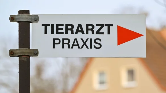 Es gibt in Deutschland Notrufnummern f&uuml;r schnelle Hilfe f&uuml;r erkrankte und verletzte Hunde und Katzen. - &copy; Patrick Pleul/dpa