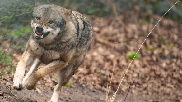 Ein Wolf l&auml;uft durch sein Gehege im Tierpark. - &copy; Boris Roessler/dpa