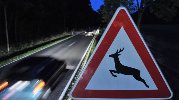 Wildwechsel: Im Herbst ist besondere Vorsicht geboten. - &copy; Martin Schutt/dpa-Zentralbild/dpa-tmn