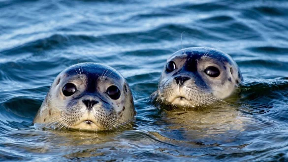 Zwei Seehunde schwimmen am Ostende der Insel Juist in der Nordsee. - &copy; Hauke-Christian Dittrich/dpa
