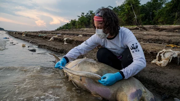Eine Mitarbeiterin des brasilianischen Instituts Mamirau&aacute; untersucht einen toten Flussdelfin. - &copy; Miguel Monteiro/ Institut Mamiraua /dpa