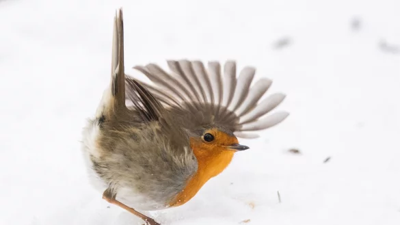 F&uuml;r Rotkehlchen kann es im Winter, besonders bei Schneefall, schwieriger sein, Nahrung zu finden. - &copy; Julian Stratenschulte/dpa/dpa-tmn