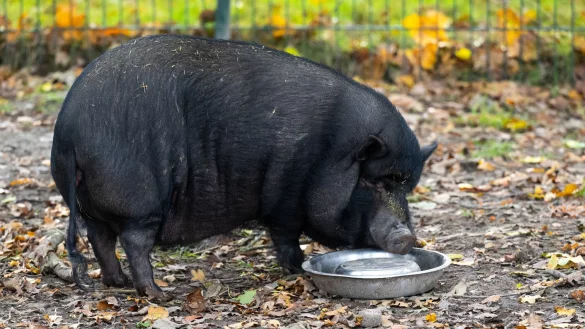 Minischweine werden bei Sabine Bracker auf dem Gnadenhof bei Ebstorf im Landkreis Uelzen h&auml;ufig abgeben. - &copy; Philipp Schulze/dpa
