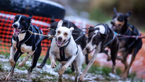 Die Hunde von Justin Kreuzig vom SSVS Sachsen rennen &uuml;ber die Rundstrecke. - &copy; Jens B&uuml;ttner/dpa