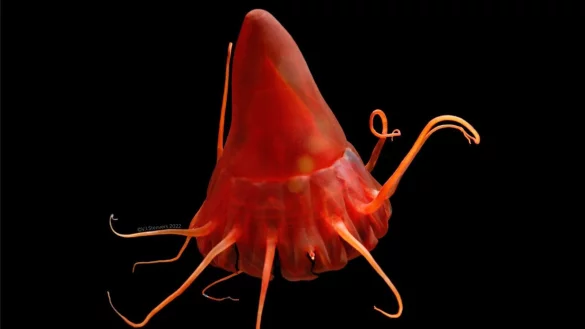 Eine Helmqualle (Periphylla periphylla) im Nordpazifik. - &copy; Vanessa Stenvers/Geomar/dpa