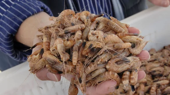 Die Nordseekrabbe wird auch als der &laquo;kleinste Hummer der Welt&raquo; bezeichnet. - &copy; Christian Hager/dpa