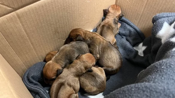 F&uuml;nf frisch geborene Hundewelpen der Rasse Rhodesian Ridgeback liegen in einem Karton. - &copy; -/Polizei Hagen/dpa