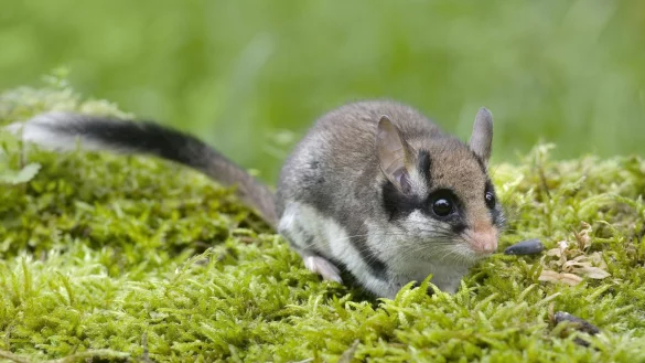 Ein seltener Gast: Der Gartenschl&auml;fer wurde zum Tier des Jahres 2023 ernannt und gilt heutzutage als stark gef&auml;hrdet. - &copy; Ji&oslash;&iacute; Bohdal/BUND/dpa-tmn