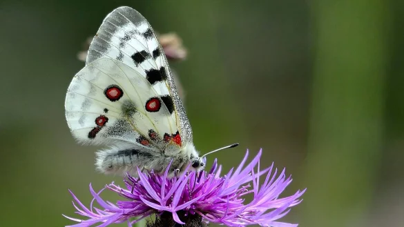 Ein Mosel-Apollofalter (M&auml;nnchen) auf einer Flockenblume. - &copy; Gerd Heupel/BUND/dpa