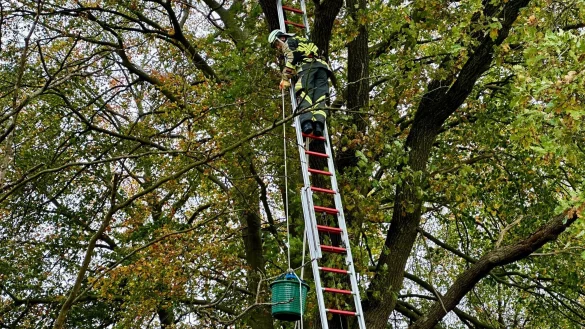 Eine Katze wird von Rettungskr&auml;ften in einem Eimer abgeseilt. - &copy; -/Freiwillige Feuerwehr H&uuml;nxe/dpa