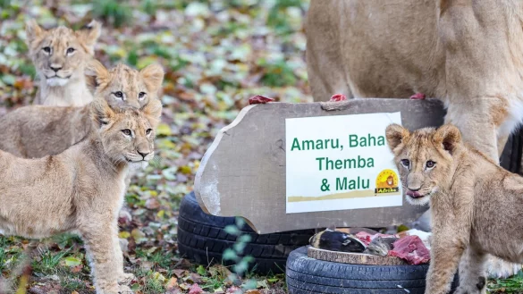 Die L&ouml;wenjungen mit ihrer Mutter Kigali in der L&ouml;wensavanne im Leipziger Zoo. - &copy; Jan Woitas/dpa