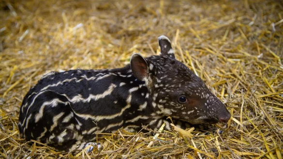 Ein nur ein Tag altes Flachlandtapir liegt im Zoo Magdeburg im Stroh. Das Tierkind war am 28. September 2023 geboren worden. - &copy; Klaus-Dietmar Gabbert/dpa