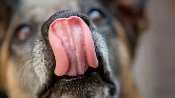 Hat der Hund vom Pl&auml;tzchenteller genascht, sollte man ihn 24 Stunden lang gut beobachten, ob sich Vergiftungserscheinungen zeigen. - &copy; Sven Hoppe/dpa/dpa-tmn
