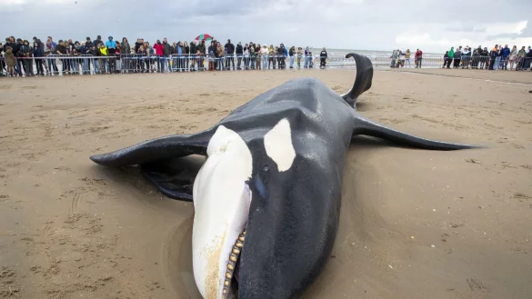 Der gestrandete Orca an der K&uuml;ste von Koksijde sieht sehr mager aus. - &copy; Nicolas Maeterlinck/Belga/dpa