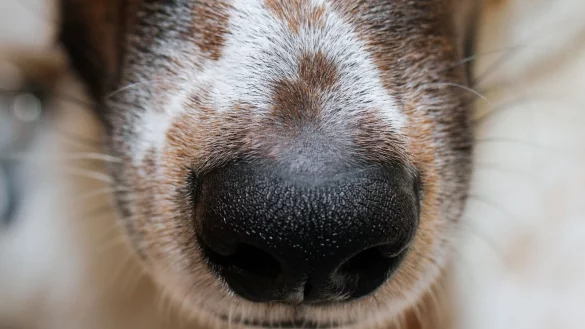Der Mensch hat sich die phänomenale Hunde-Spürnase für die Jagd schon früh zunutze gemacht. - © Wolfgang Hoppe/dpa