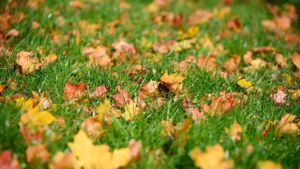 Ein wenig Laub kann mitgem&auml;ht werden. L&auml;sst man den Auffangkorb weg und ist die H&auml;ckselung klein genug, kann es auf dem Rasen bleiben. - &copy; Jonas Walzberg/dpa/dpa-tmn