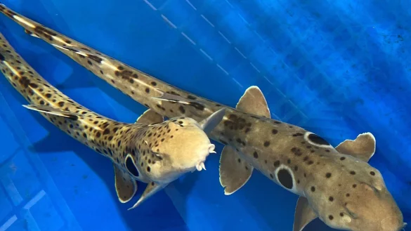 Das erwachsene Epaulettenhaipaar aus der Studie. - &copy; Frank J. Tulenko/Universit&auml;t W&uuml;rzburg/dpa