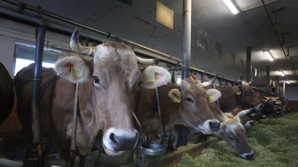 Rund 51.000 Milchviehbetriebe gibt es nach Angaben des Milchindustrie-Verbands in Deutschland. - &copy; Karl-Josef Hildenbrand/dpa